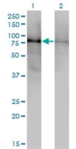 DBR1 Antibody (3A7), Novus Biologicals 0.1 mg | Buy Online | Novus Biologicals | Fisher Scientific