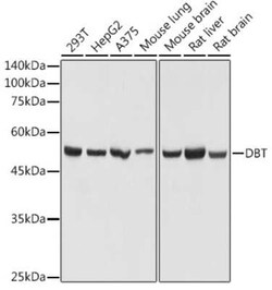 DBT Rabbit anti-Human, Mouse, Rat, Polyclonal, Novus Biologicals 100 &mu;g;