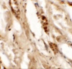 DBX2 Antibody - BSA Free, Novus Biologicals 0.1 mg; Unconjugated:Antibodies,
