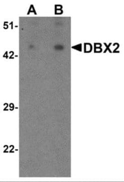 DBX2 Antibody - BSA Free, Novus Biologicals 0.1 mg; Unconjugated:Antibodies,