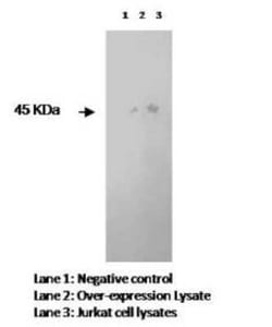 DC-LAMP Antibody (L3P2H10 E3) - BSA Free, Novus Biologicals:Antibodies:Primary
