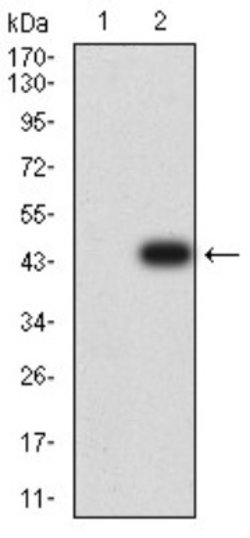DC-SIGN/CD209 Antibody (5C2A6) - BSA Free, Novus Biologicals 0.1 ml; Unconjugated:Antibodies,