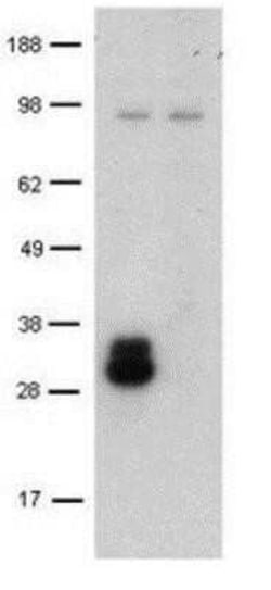 DC-SIGN/CD209 Antibody (LWC06) - BSA Free, Novus Biologicals:Antibodies:Primary