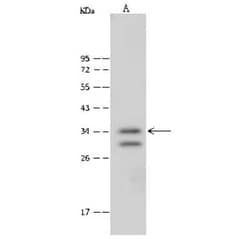 DC8 Antibody, Novus Biologicals 50 &mu;g; Unconjugated:Antibodies, Polyclonal