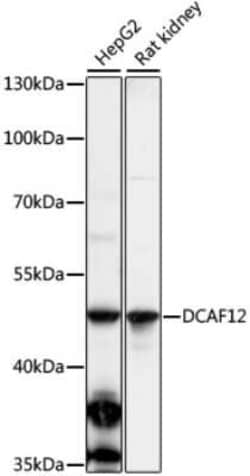 DCAF12 Antibody - Azide and BSA Free, Novus Biologicals:Antibodies:Primary