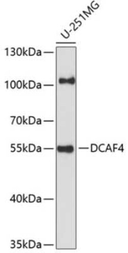 DCAF4 Antibody - Azide and BSA Free, Novus Biologicals:Antibodies:Primary