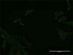 DCBLD2/ESDN Antibody (3G10), Novus Biologicals 0.1 mg; Unconjugated:Antibodies,