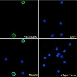 DCIR/CLEC4A Antibody (9E8) - Chimeric - Azide and BSA Free, Novus Biologicals:Antibodies:Primary