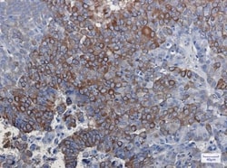 DCLK1 Antibody (S05-8D6), Novus Biologicals:Antibodies:Primary Antibodies