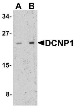 DCNP1 Antibody - BSA Free, Novus Biologicals 0.1 mg; Unconjugated:Antibodies,