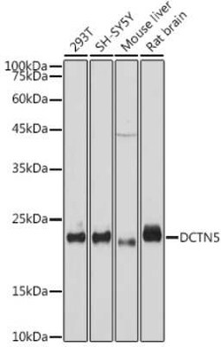 DCTN5 Rabbit anti-Human, Mouse, Rat, Clone: 9W2S4, Novus Biologicals 100