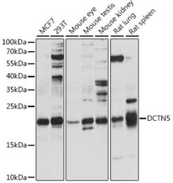 DCTN5 Antibody - Azide and BSA Free, Novus Biologicals:Antibodies:Primary