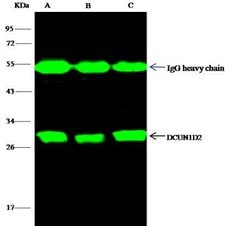 DCUN1D2 Rabbit anti-Human, Clone: 1, Novus Biologicals 100 &mu;g; Unconjugated:Antibodies,