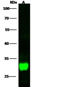 DCUN1D2 Rabbit anti-Human, Clone: 1, Novus Biologicals 100 &mu;g; Unconjugated:Antibodies,