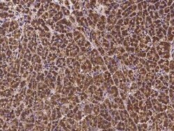 DCUN1D2 Antibody, Novus Biologicals 50 &mu;g, Unconjugated:Antibodies,