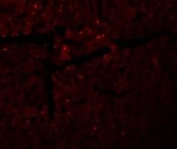 DDA1 Antibody - BSA Free, Novus Biologicals 0.1 mg; Unconjugated:Antibodies,