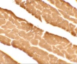 DDA1 Antibody - BSA Free, Novus Biologicals 0.1 mg; Unconjugated:Antibodies,