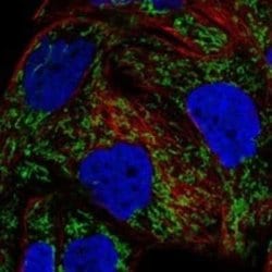 DDAH2 Rabbit anti-Human, Polyclonal, Novus Biologicals 100 &mu;g | Buy Online | Novus Biologicals | Fisher Scientific