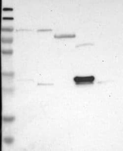 DDAH2 Rabbit anti-Human, Polyclonal, Novus Biologicals 100 &mu;g | Buy Online | Novus Biologicals | Fisher Scientific