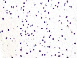 DDB1 Rabbit anti-Human, Mouse, Rat, Clone: 9L8X5, Novus Biologicals:Antibodies:Primary