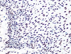 DDB1 Rabbit anti-Human, Mouse, Rat, Clone: 9L8X5, Novus Biologicals:Antibodies:Primary