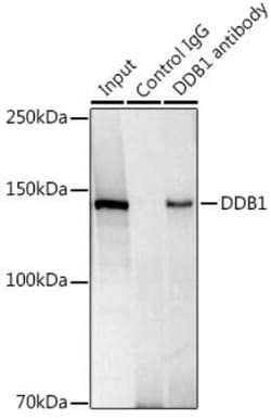 DDB1 Rabbit anti-Human, Mouse, Rat, Clone: 9L8X5, Novus Biologicals:Antibodies:Primary