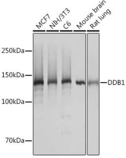DDB1 Rabbit anti-Human, Mouse, Rat, Clone: 9L8X5, Novus Biologicals:Antibodies:Primary