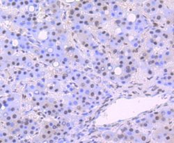 DDB1 Rabbit anti-Human, Mouse, Rat, Clone: JU32-35, Novus Biologicals 100