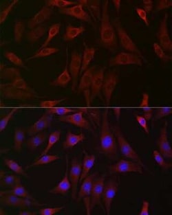 DDIT4 Antibody - BSA Free, Novus Biologicals 0.02 mL | Buy Online | Novus Biologicals | Fisher Scientific