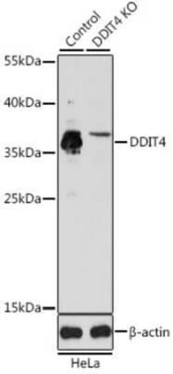 DDIT4 Antibody - BSA Free, Novus Biologicals 0.02 mL | Buy Online | Novus Biologicals | Fisher Scientific