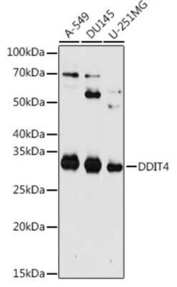 DDIT4 Antibody - BSA Free, Novus Biologicals 0.02 mL | Buy Online | Novus Biologicals | Fisher Scientific