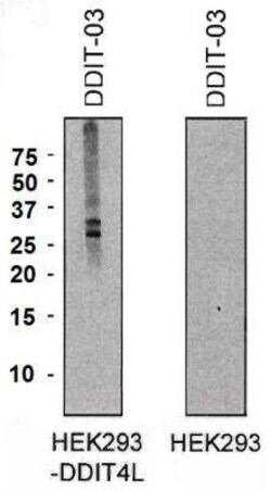 DDIT4L Antibody (DDIT-03), Novus Biologicals 0.1 mg; Unconjugated:Antibodies,