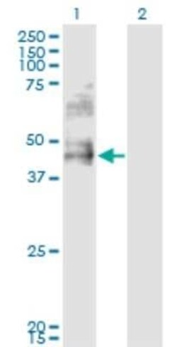 DDO Antibody (3F7), Novus Biologicals 0.1 mg | Buy Online | Novus Biologicals | Fisher Scientific