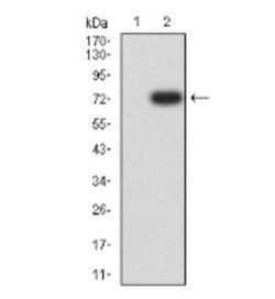 DDR1 Antibody (4F2C12) - BSA Free, Novus Biologicals:Antibodies:Primary