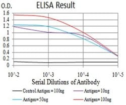 DDX1 Antibody (3E5B2) - BSA Free, Novus Biologicals 0.1 ml; Unconjugated:Antibodies,