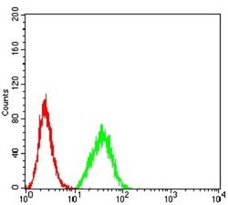 DDX1 Antibody (3E5B2) - BSA Free, Novus Biologicals 0.1 ml; Unconjugated:Antibodies,
