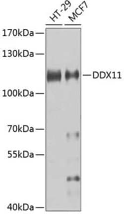 DDX11 Antibody - BSA Free, Novus Biologicals:Antibodies:Primary Antibodies