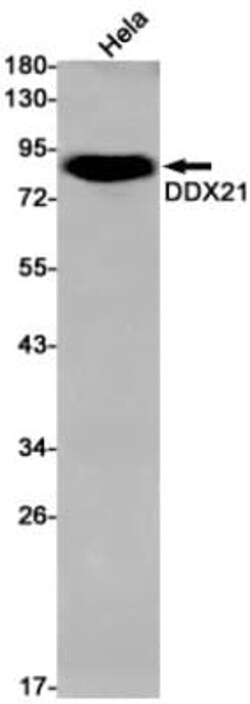 DDX21 Antibody (S04-4J2), Novus Biologicals 100 &mu;g; Unconjugated:Antibodies,