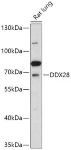 DDX28 Antibody - Azide and BSA Free, Novus Biologicals:Antibodies:Primary