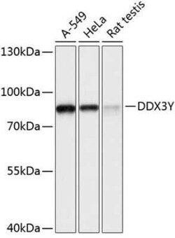 DDX3 Antibody - Azide and BSA Free, Novus Biologicals:Antibodies:Primary