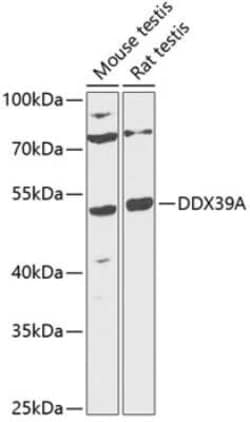 DDX39 Antibody - BSA Free, Novus Biologicals:Antibodies:Primary Antibodies
