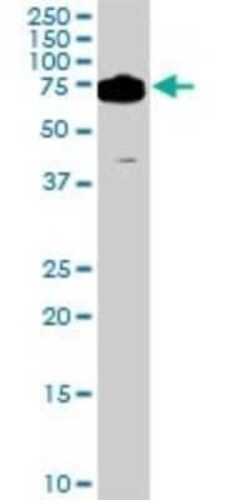 DDX3 Antibody (2D7), Novus Biologicals 0.1 mg | Buy Online | Novus Biologicals | Fisher Scientific