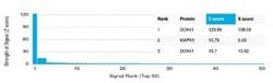 DDX41 Mouse anti-Human, Clone: PCRP-DDX41-1B4, Novus Biologicals:Antibodies:Primary