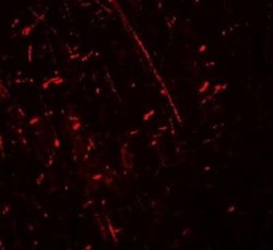 DDX41 Antibody - BSA Free, Novus Biologicals 0.1 mg; Unconjugated:Antibodies,