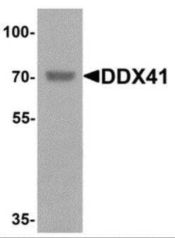 DDX41 Antibody - BSA Free, Novus Biologicals 0.1 mg; Unconjugated:Antibodies,
