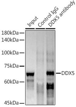 DDX5 Rabbit anti-Human, Mouse, Rat, Clone: 1K6X10, Novus Biologicals:Antibodies:Primary