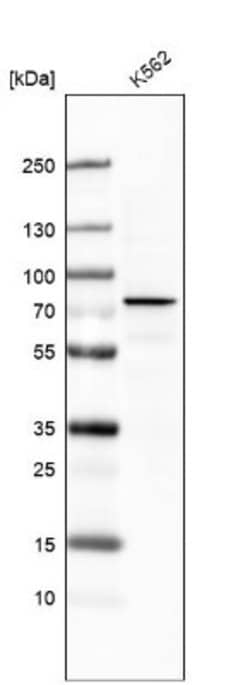 DDX53 Antibody (CL7899), Novus Biologicals 100 &mu;L; Unconjugated:Antibodies,