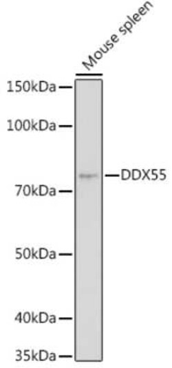 DDX55 Rabbit anti-Human, Mouse, Polyclonal, Novus Biologicals 100 &mu;g;