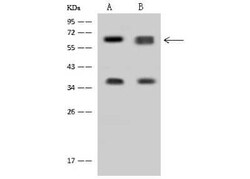 DDX56 Antibody, Novus Biologicals:Antibodies:Primary Antibodies