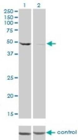 Novus Biologicals DDX6 Antibody (3D2), Novus Biologicals 0.1 mg | Buy Online | Novus Biologicals&trade; | Fisher Scientific